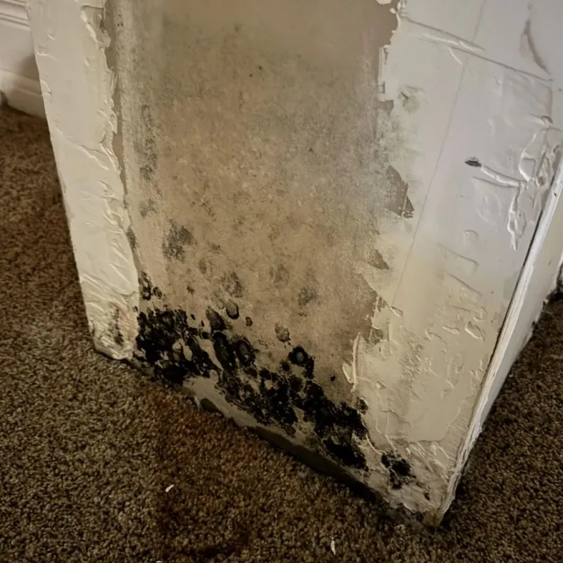 Professional Mold Removal in Rohnert Park, CA